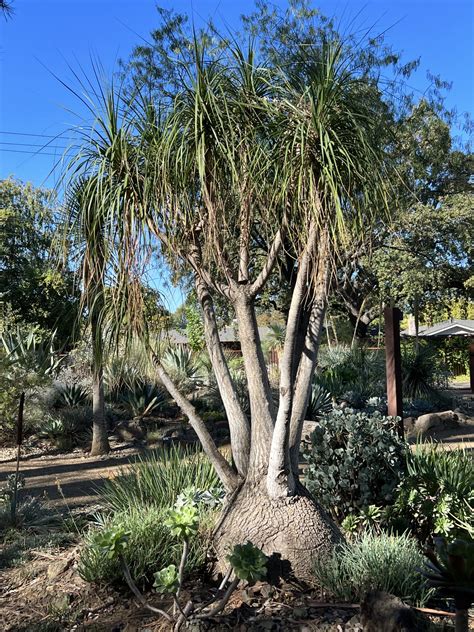 Beaucarnea Recurvata The Ruth Bancroft Garden Nursery