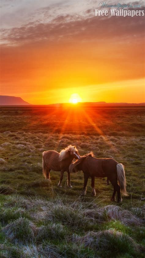 🔥 [90+] Horses at Sunset Wallpapers | WallpaperSafari