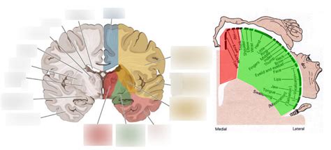 Homunculus Arterial Supply Diagram Quizlet