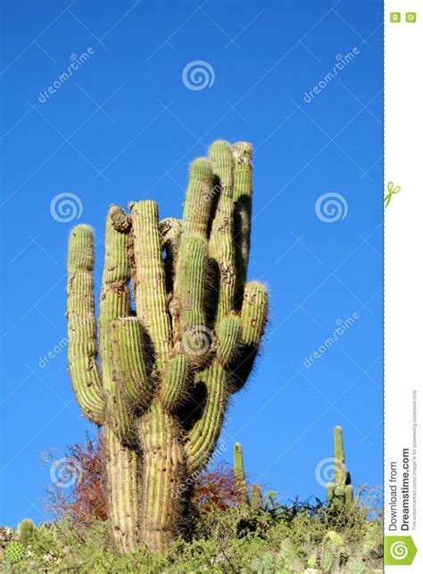 South America huge cactus stock image. Image of bush - 76579847