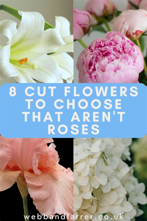 8 Cut Flower Alternatives To Roses Webb And Farrer Flower Workshops