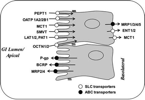 Localization Of Intestinal Membrane Transporters Relevant In The Oral