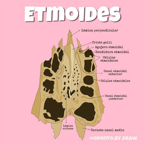 Hueso Etmoides Huesos De La Cara Estomatología Anatomia Cabeza Y Cuello