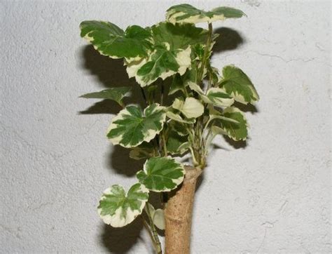 Полисциас – уход и размножение растения в домашних условиях - What Flower?