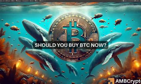 El Frenes De Compras De Las Ballenas Bitcoin Lo Que Significa Para