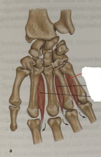 Muscles Of The Metacarpus Flashcards Quizlet