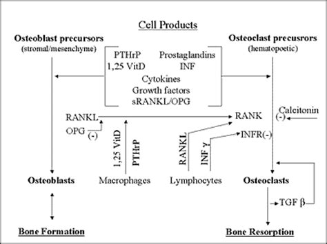 Etx Bone Ch2 Fig6 Endotext