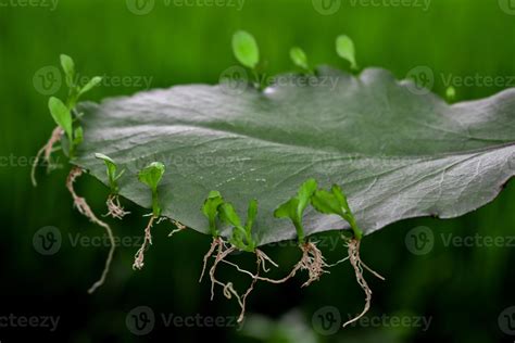 Bryophyillum Leaf With Buds Some Plants Grow From The Leaf Asexual Reproduction In Plants