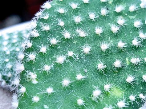 Cacti Cactus Plant Free Photo On Pixabay Pixabay