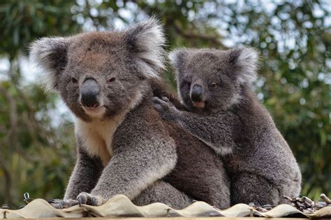 Ballarat Wildlife Park Tickets | Experience Wonders Of Wildlife