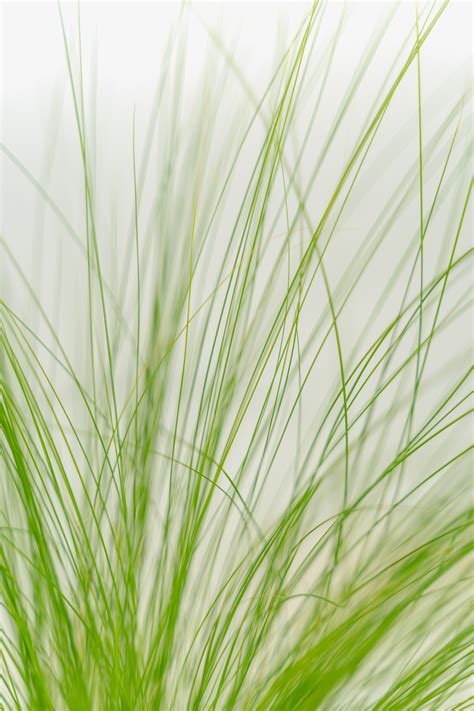 Mexican Feather Grass For Sale Online | The Tree Center