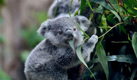 Koala Caracteristicas Curiosidades H Bitat Y Alimentaci N