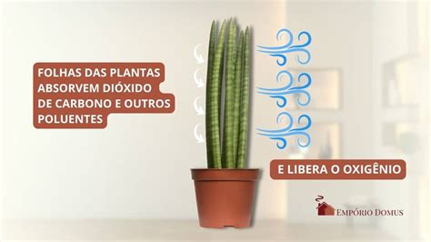 4 Tipos De Plantas Que Ajudam A Purificar O Ar Da Sua Casa