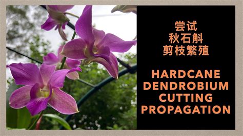 Gs Hardcane Dendrobium Orchids Cutting Propagation Youtube