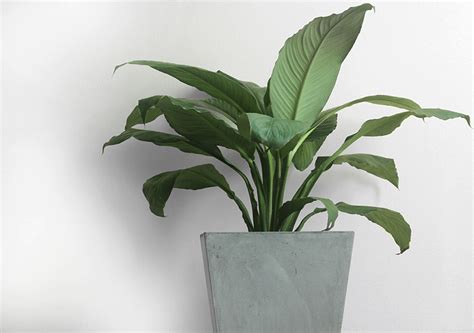 Our 50 Best Indoor Plants: Easy to Care for House Plants Guide