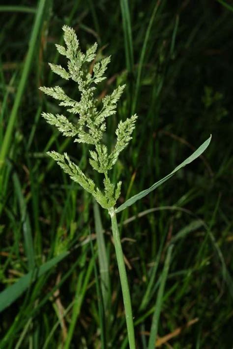 Poa Trivialis L Plants Of The World Online Kew Science