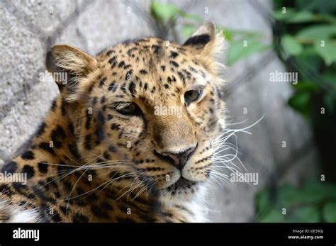 Close Up Of An Amur Leopard Stock Photo Alamy