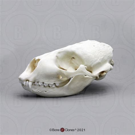 Harbor Seal Skull - Bone Clones - Osteological Reproductions