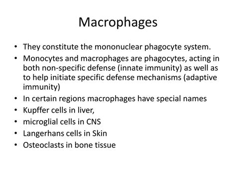 PPT - Connective Tissue PowerPoint Presentation, free download - ID:1820344