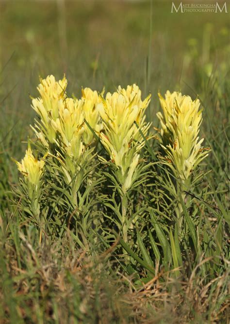 Nuttall’s Death Camas – A Naturalist's Journey