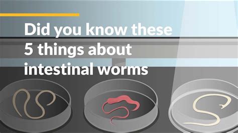 Parasite Worms In Humans