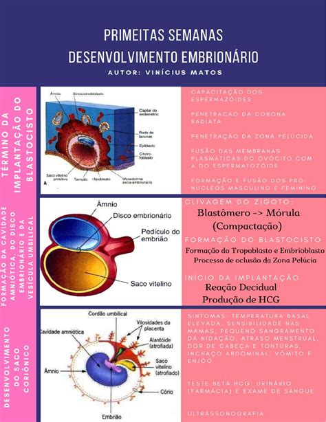 Desenvolvimento Embrionário 1ª Semana Embriologia