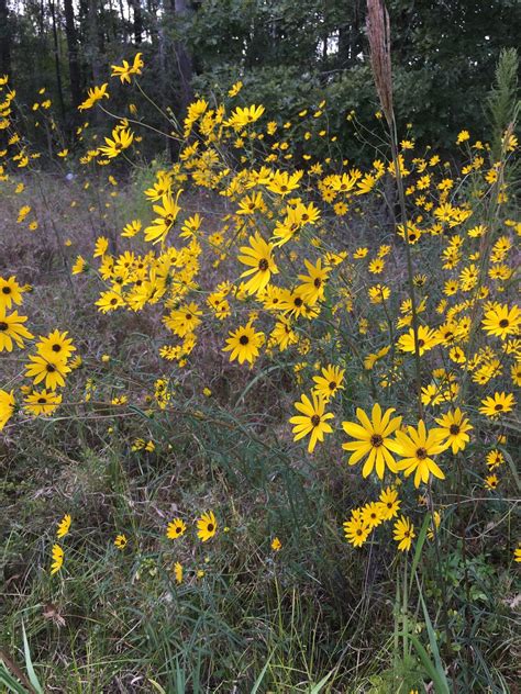 Helianthus angustifolius - Swamp Sunflower | Lauren's Garden Service