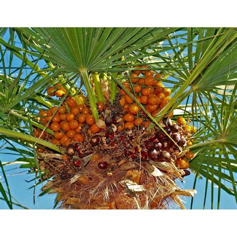 Graines De Palmier Nain Palmier Doum Chamaerops Humilis L