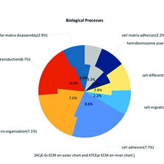 A The Expression Of Epithelial Cell Markers By Human Conjunctival