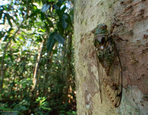 Photo of a Bornean cicada (Cicadidae) in nature • by Mikhail Omelko