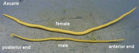 Ascaris Lumbricoides Ascaris Lumbricoides Life Cycle