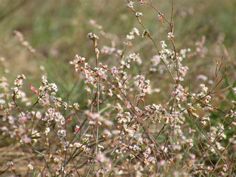 Polygonum arenarium - Изображение особи - Плантариум