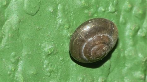 Horntail Snail From Film City Goregaon East Mumbai Suburban Film