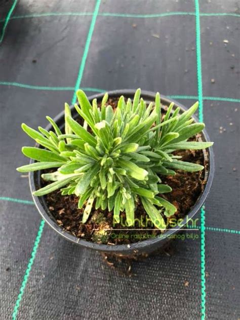 Lavandula Elegance Snow / SADNICE