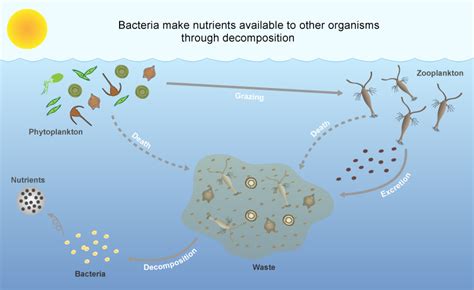 GOOD AND BAD GUYS AMONG BACTERIA – Water detective