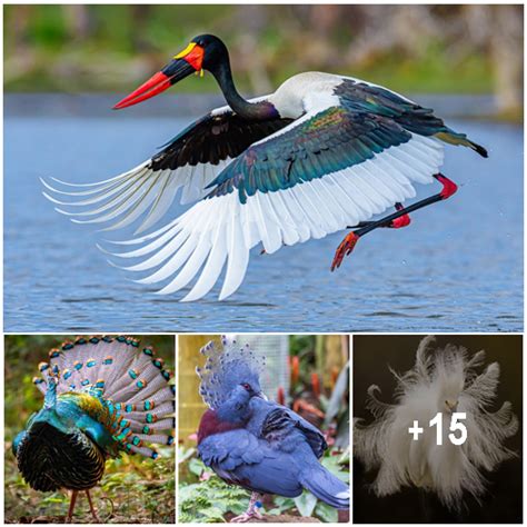 Exquisite Avian Wonders Behold The 20 Most Breathtakingly Beautiful Birds On Earth