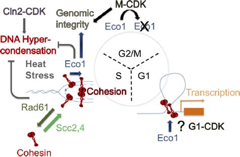 Multifaceted And Opposing Roles For Cdk Regulation Of Eco1 Activity In