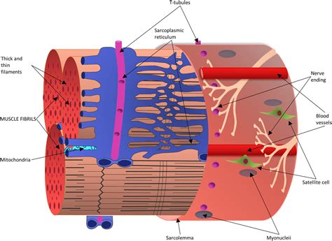 Skeletal Muscle Cell Structure