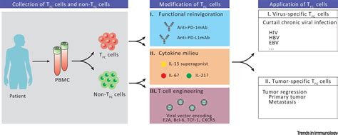 A Portrait Of Cxcr5 Follicular Cytotoxic Cd8 T Cells Trends In Immunology