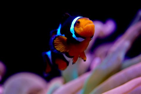 Our Clownfish Harem (Seattle Aquarium) | Reef2Reef