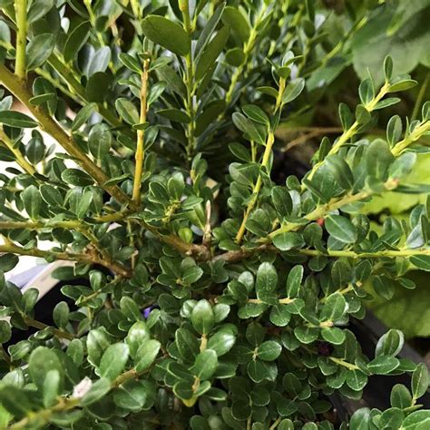 Ilex Crenata Glorie Gem Magyal Florapont