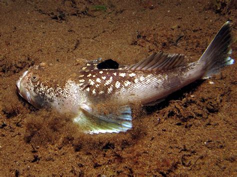 Whitemargin Stargazer - Uranoscopus sulphureus - Dumaguete, Philippines ...