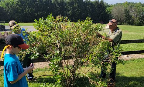 how to plant blueberry bushes 5