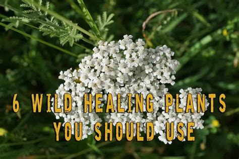 Wild Healing Plants You Should Use Prepper S Will