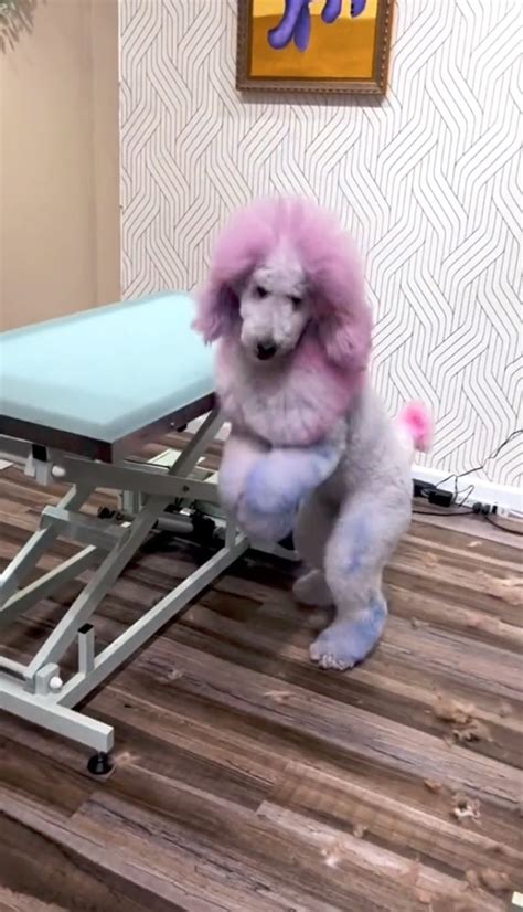 I'm a veterinarian — stop the 'toxic' trend of dyeing pet fur