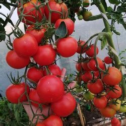 Томат Интуиция: описание, ОТЗЫВЫ (76), фотоtomatland.ru
