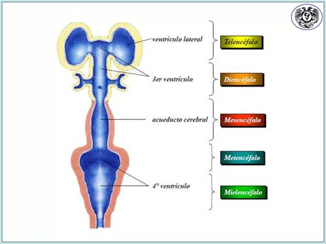 Embriología del sistema nervioso central PPT