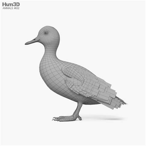 Tufted Duck 3d Model Download Birds On