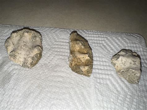 Looks Like Fossilized Bone But Im Not Sure Any Help Rwhatisthis