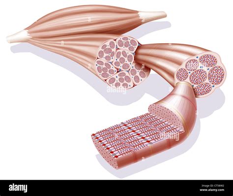 Skeletal Muscle Fibers And Motor Endplate Model D Medical Educational